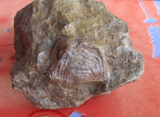 Afbeelding