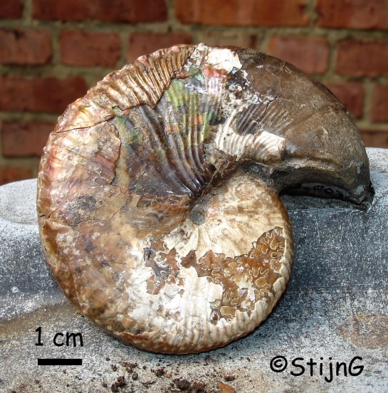 Afbeelding