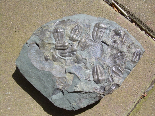 Afbeelding