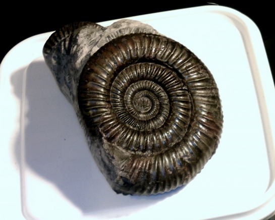 Afbeelding