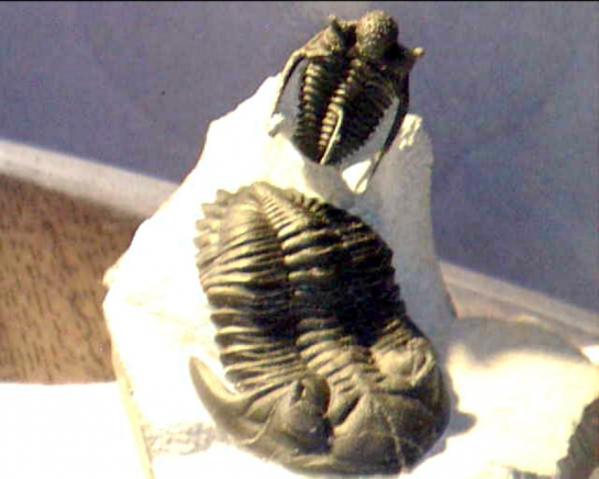 Afbeelding
