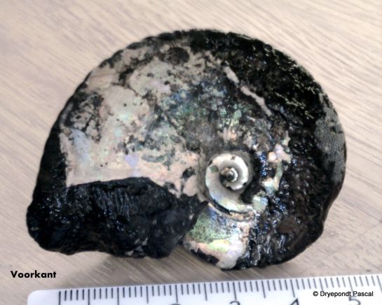 Afbeelding