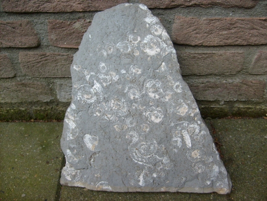 Afbeelding