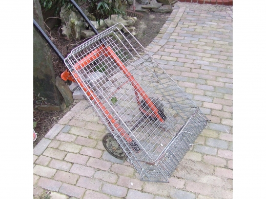 Afbeelding