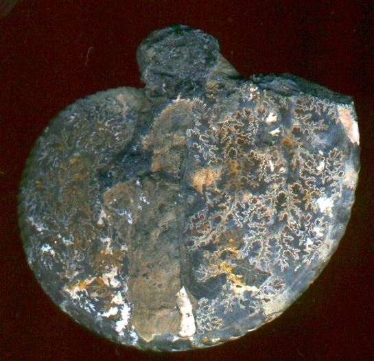 Afbeelding