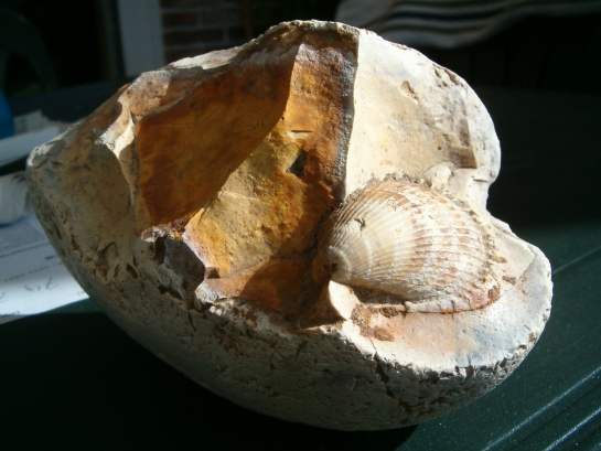 Afbeelding