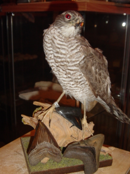 Afbeelding